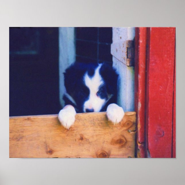 Cute Border Collie Puppy Oil Painting Poster (Front)