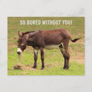 Cute Bored Donkey Postcard