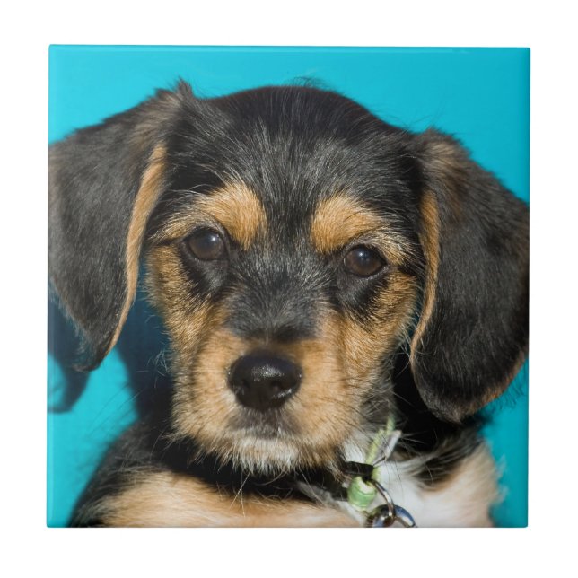 Cute Borkie Puppy Tile (Front)