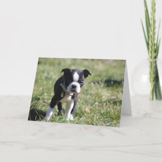 Cute Boston Terrier Blank Thank You Card