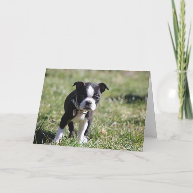 Cute Boston Terrier Blank Thank You Card (Front)