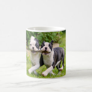 Cute Boston Terrier dogs puppies playing Coffee Mug