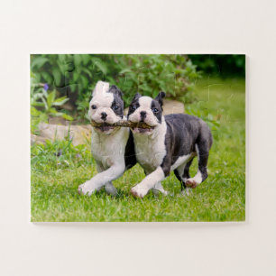 Cute Boston Terrier dogs puppies playing Jigsaw Puzzle