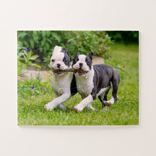 Cute Boston Terrier dogs puppies playing Jigsaw Puzzle (Horizontal)