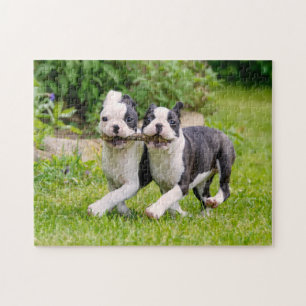 Cute Boston Terrier dogs puppies playing Jigsaw Puzzle