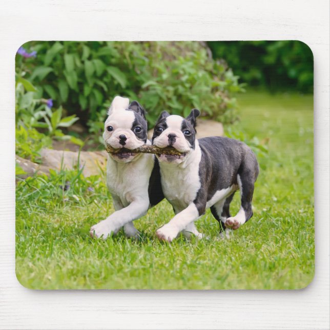 Cute Boston Terrier dogs puppies playing Mouse Mat (Front)