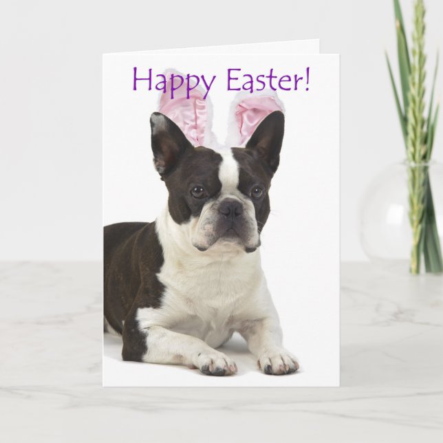 Cute Boston Terrier Easter Card (Front)