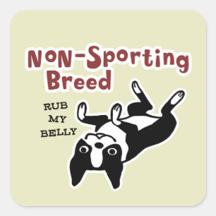 Cute Boston Terrier - Non-Sporting Breed Square Sticker