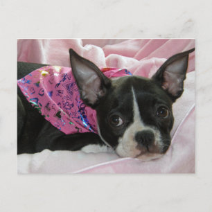 Cute Boston Terrier Puppy Postcard