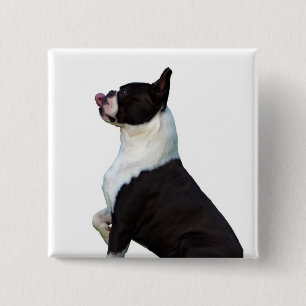 Cute Boston Terrier Square Button