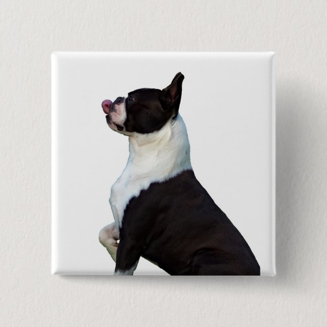 Cute Boston Terrier Square Button (Front)