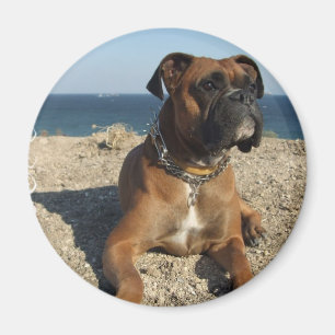 Cute Boxer Dog Magnet