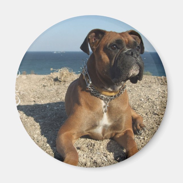 Cute Boxer Dog Magnet (Front)