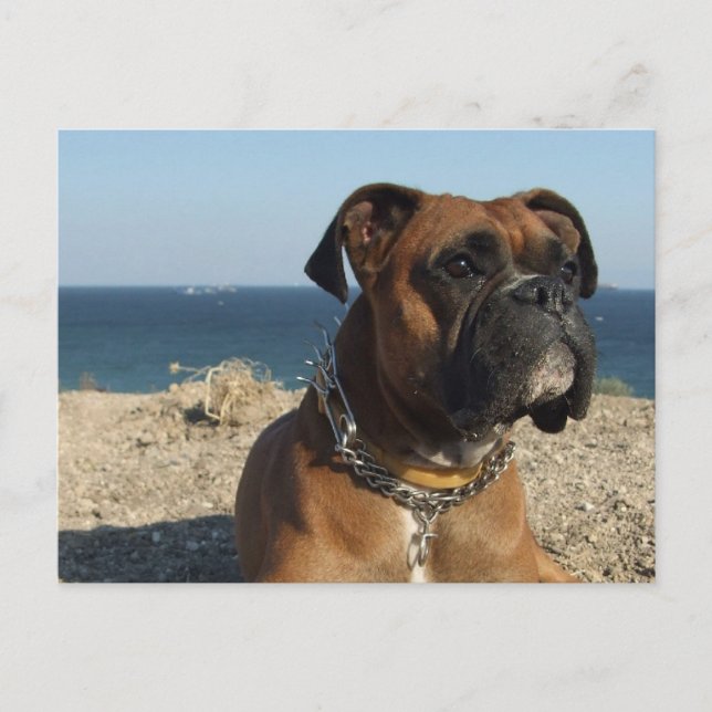 Cute Boxer Dog Postcard (Front)