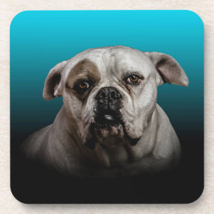 Cute Boxer Dog w Blue Black Gradient  background Coaster