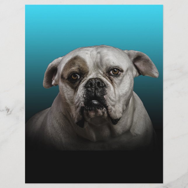 Cute Boxer Dog w Blue Black Gradient  background Personalised Letterhead (Front)