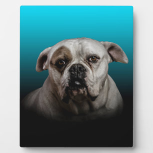 Cute Boxer Dog w Blue Black Gradient background Plaque