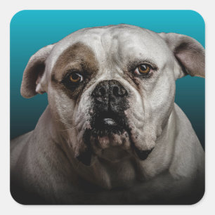 Cute Boxer Dog w Blue Black Gradient  background Square Sticker