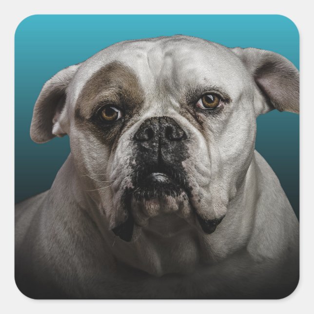Cute Boxer Dog w Blue Black Gradient  background Square Sticker (Front)