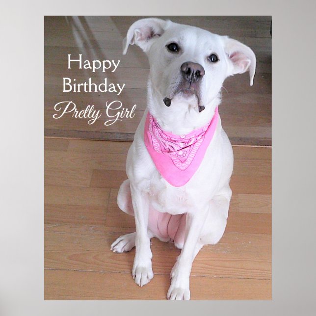 Cute Bright Eyes White Dog Wearing Pink Birthday Poster (Front)