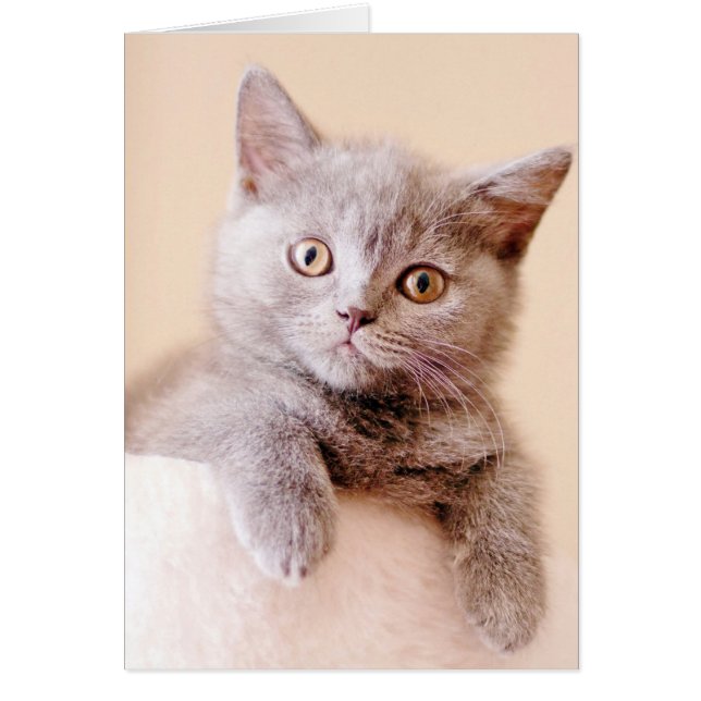 Cute British Shorthair Cat (Front)