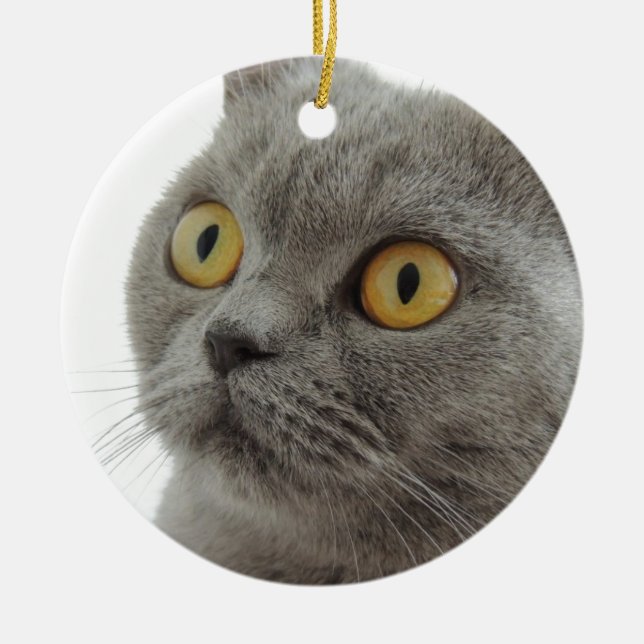 Cute British Shorthair cat Ceramic Tree Decoration (Front)