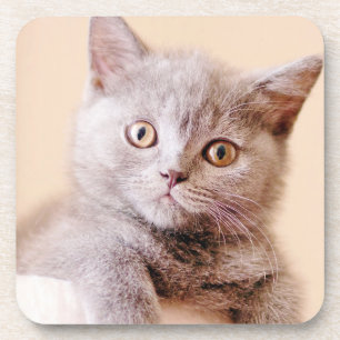 Cute British Shorthair Cat Coaster