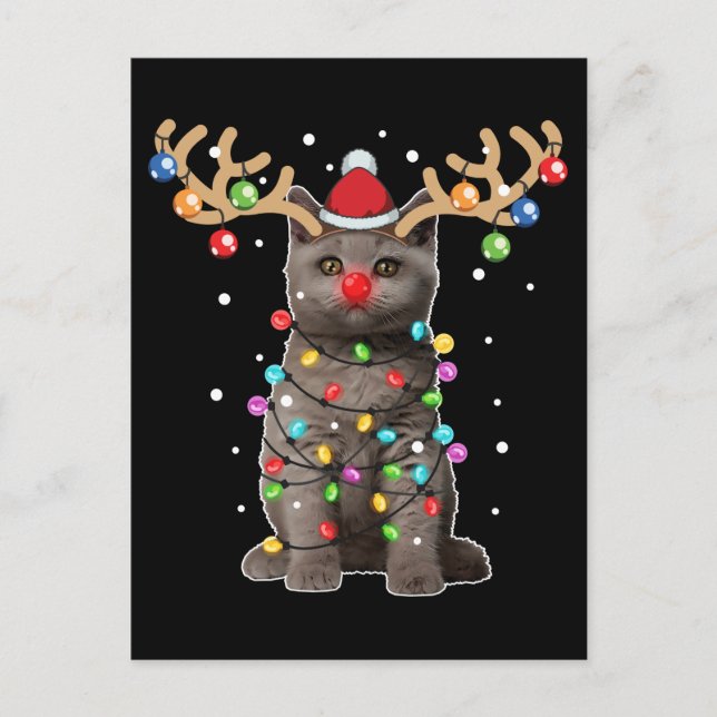 Cute British Shorthair Cat Funny Christmas Holiday Postcard (Front)