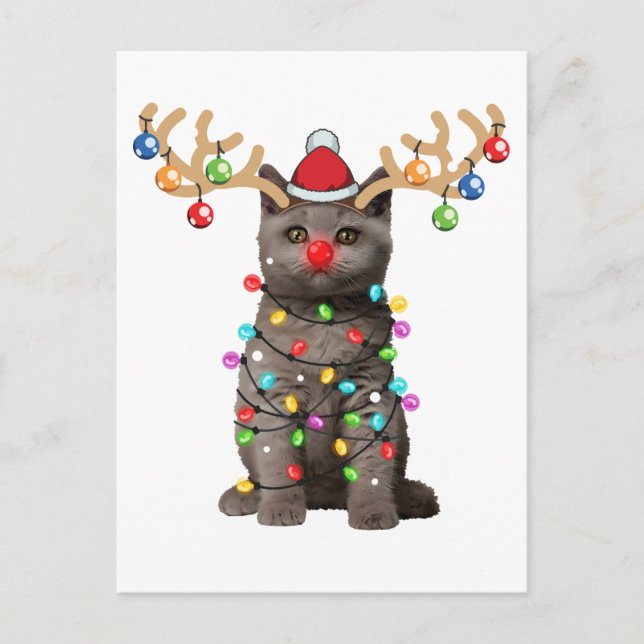 Cute British Shorthair Cat Funny Christmas Holiday Postcard (Front)