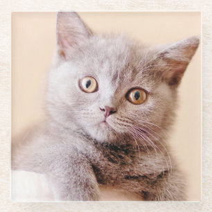 Cute British Shorthair Cat Glass Coaster