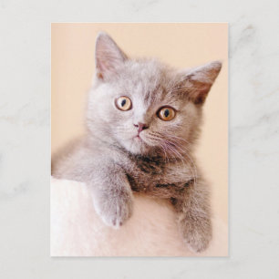 Cute British Shorthair Cat Postcard