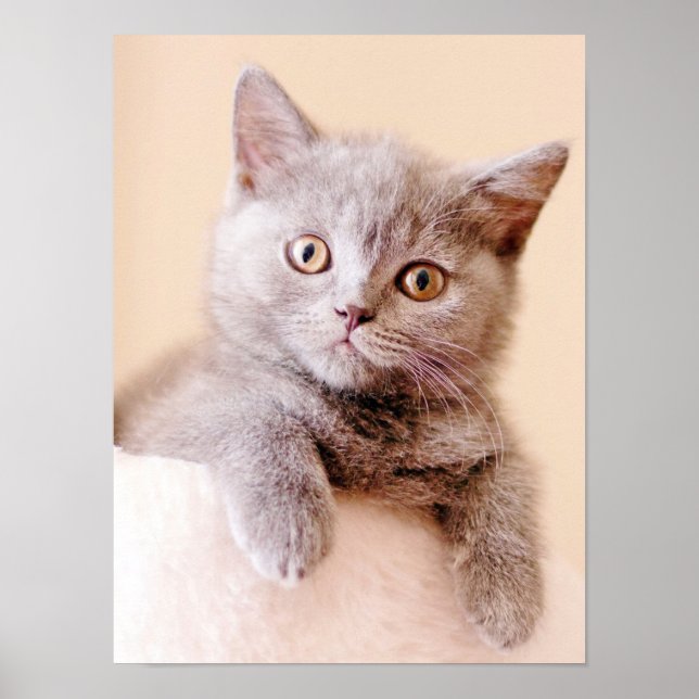 Cute British Shorthair Cat Poster (Front)