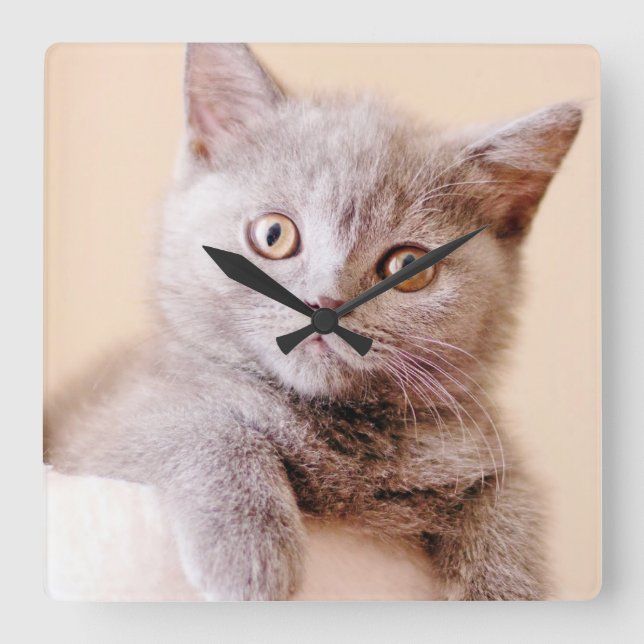 Cute British Shorthair Cat Square Wall Clock (Front)