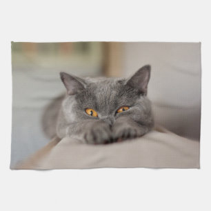 Cute British Shorthair cat Tea Towel