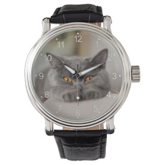 Cute British Shorthair cat Watch