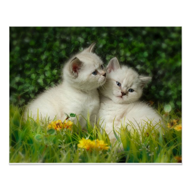 Cute British Shorthair Kittens in Garden Poster (Front)