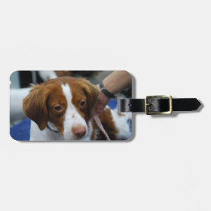 Cute Brittany Spaniel Luggage Tag