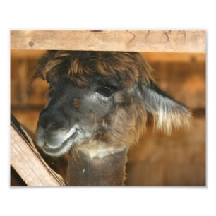 Cute Brown Alpaca 10x8 Farm Animal  Photo Print