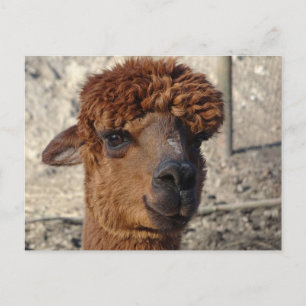 Cute Brown Alpáca DIY Postcard