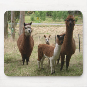 Cute Brown Alpacas In The Zoo Mouse Mat