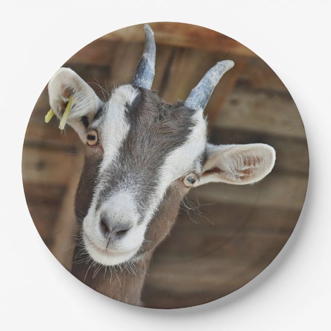 Cute Brown and White Goat Photo Paper Plate (Front)