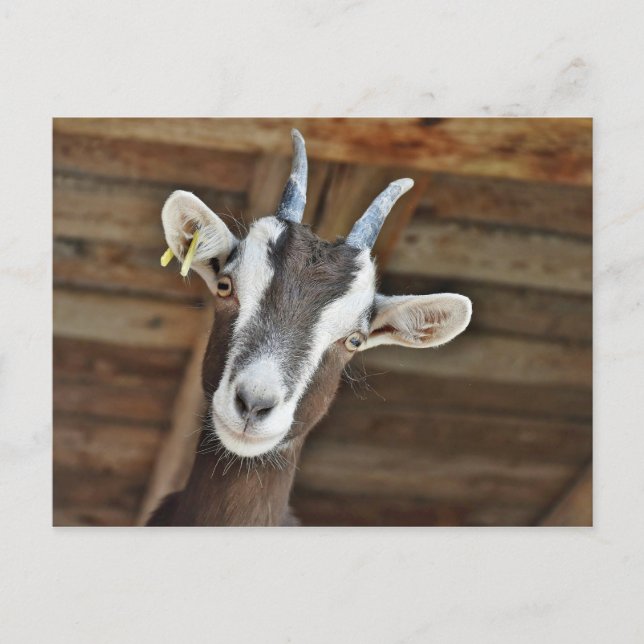 Cute Brown and White Goat Photo Postcard (Front)
