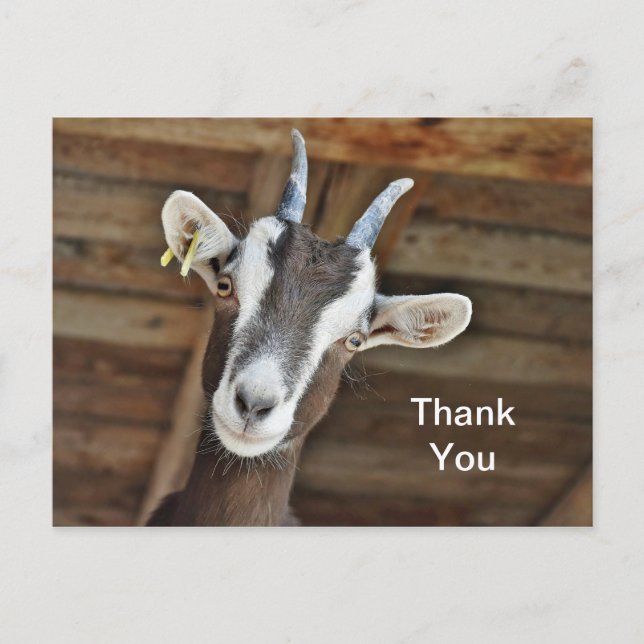 Cute Brown and White Goat Photo Thank You Postcard (Front)