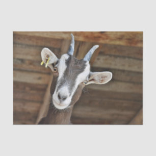 Cute Brown and White Goat Photo Tissue Paper