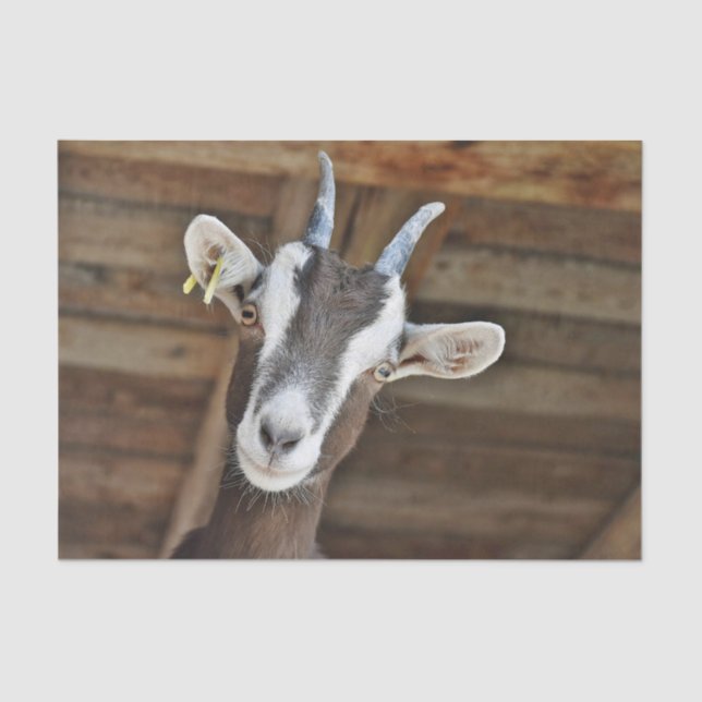 Cute Brown and White Goat Photo Tissue Paper (Front)