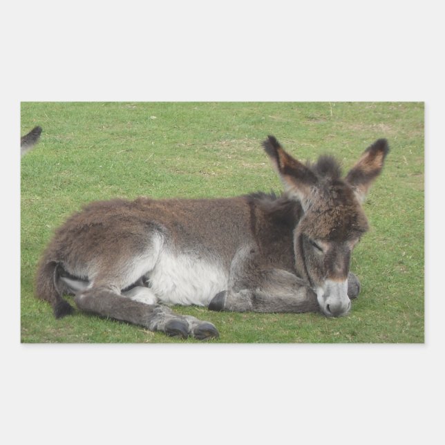 Cute brown baby donkey foal rectangular sticker (Front)