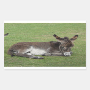 Cute brown baby donkey foal rectangular sticker