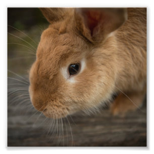 Cute brown bunny photo print