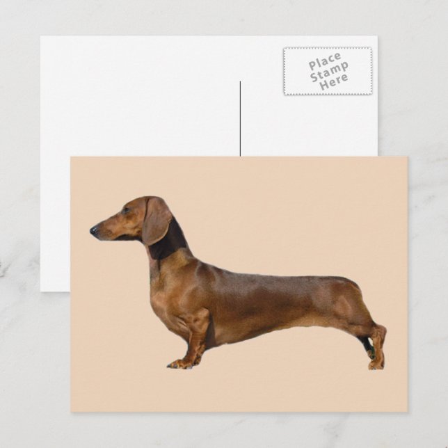 Cute Brown Dachshund Dog  Postcard (Front/Back)