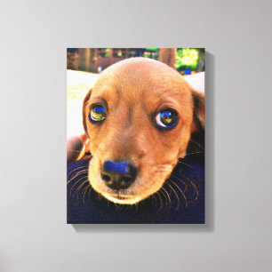 Cute Brown Dachshund Puppy Dog Canvas Print